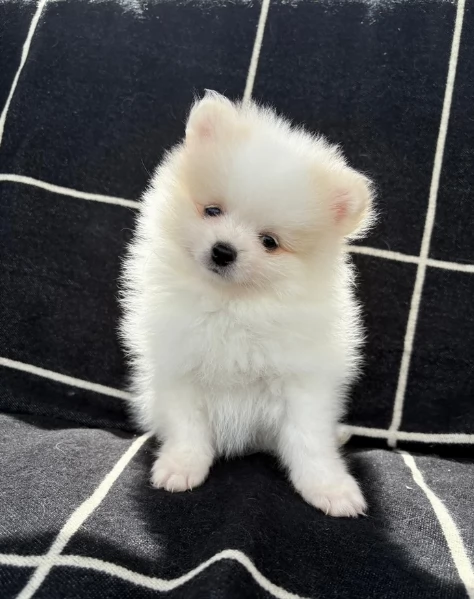 cucciolo di Pomerania toy per adozione | Foto 1