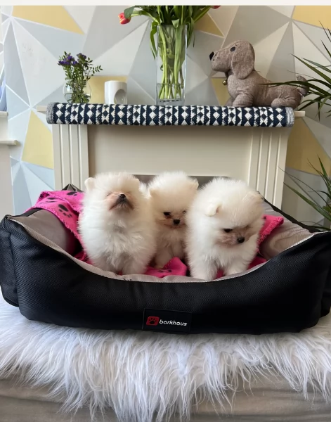 cucciolo di Pomerania toy per adozione | Foto 6