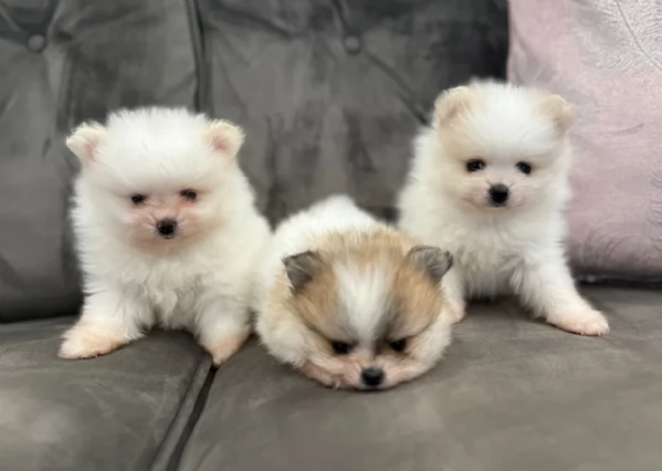 cucciolo di Pomerania toy per adozione | Foto 3