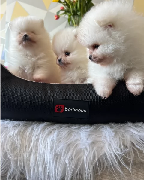 cucciolo di Pomerania toy per adozione | Foto 1