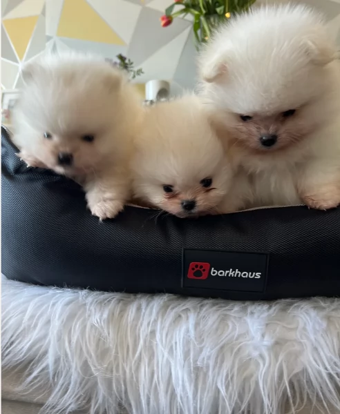 cucciolo di Pomerania toy per adozione | Foto 0