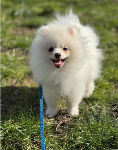 cucciolo di Pomerania toy per adozione | Foto 3
