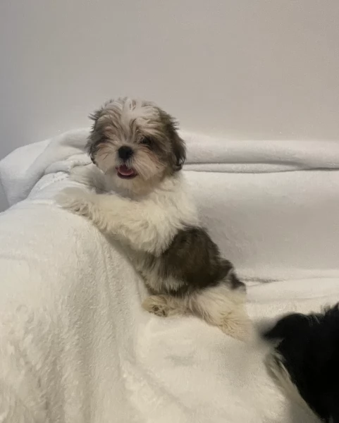 cucciolo di Shitzu toy per adozione | Foto 6
