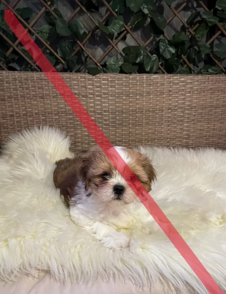 cucciolo di Shitzu toy per adozione | Foto 0