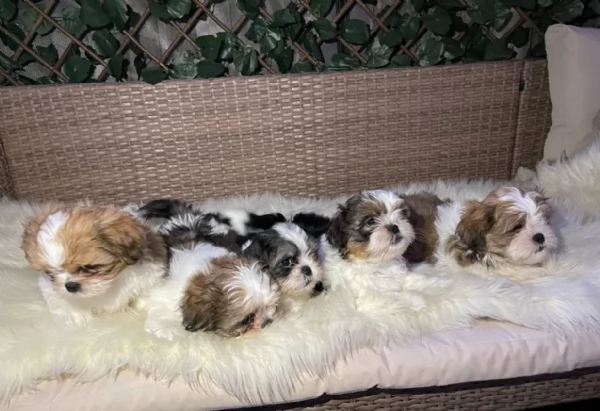cucciolo di Shitzu toy per adozione | Foto 4