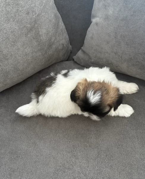 cucciolo di Shitzu toy per adozione