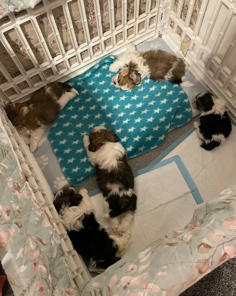 cucciolo di Shitzu toy per adozione | Foto 3