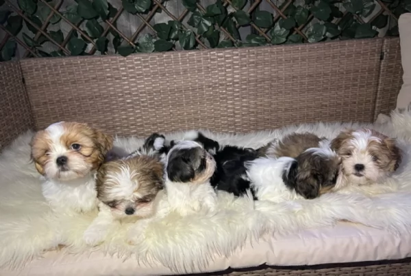 cucciolo di Shitzu toy per adozione | Foto 4