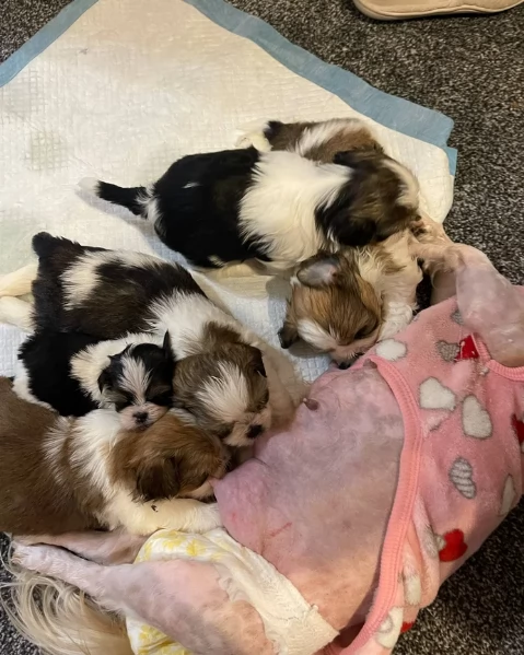 cucciolo di Shitzu toy per adozione | Foto 3