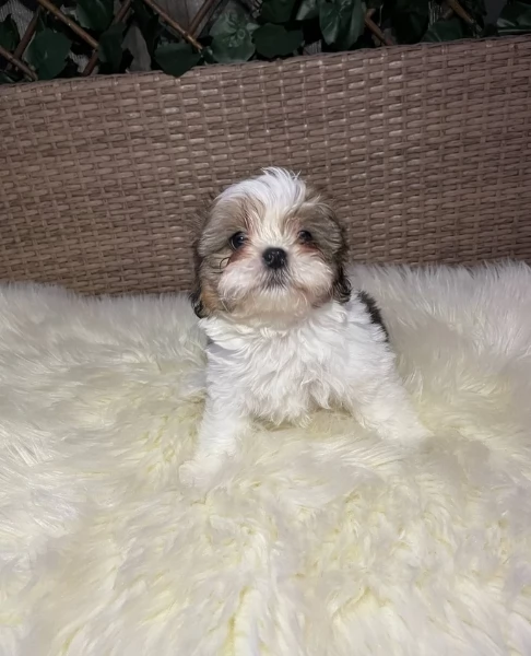 cucciolo di Shitzu toy per adozione | Foto 1