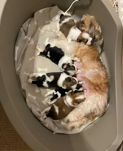 cucciolo di Shitzu toy per adozione | Foto 6