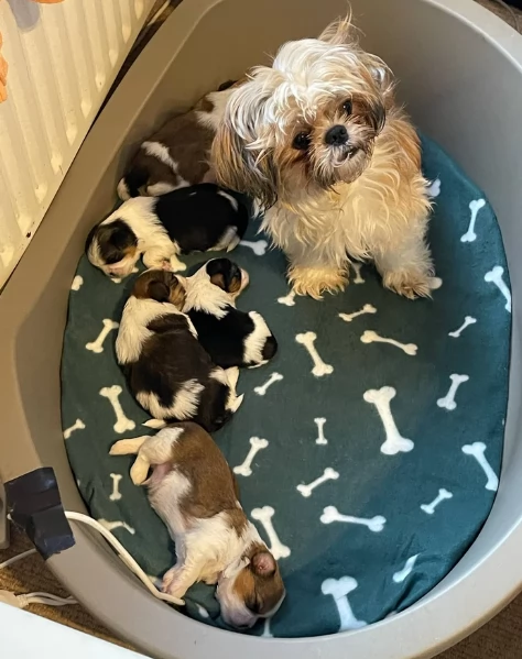 cucciolo di Shitzu toy per adozione | Foto 3