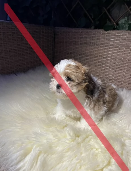 cucciolo di Shitzu toy per adozione | Foto 3