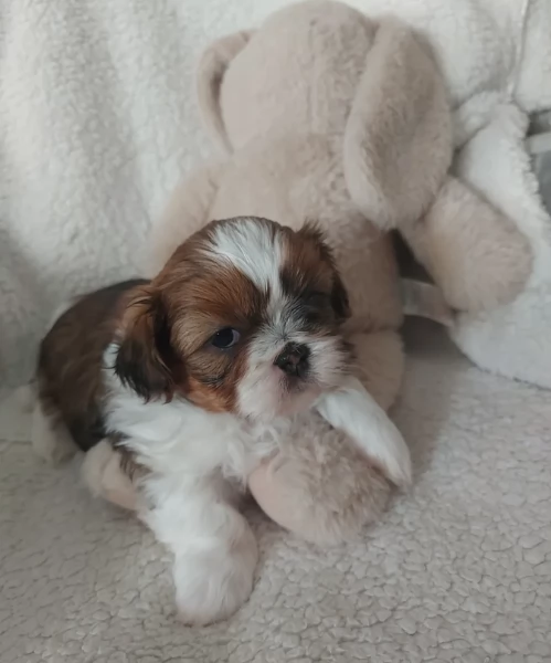 cucciolo di Shitzu toy per adozione | Foto 4