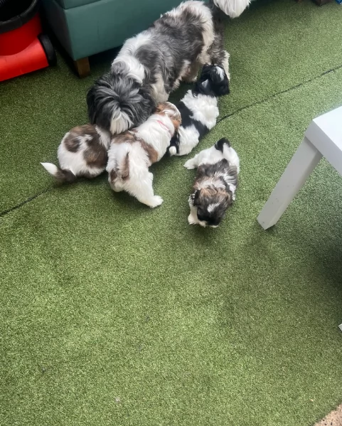 cucciolo di Shitzu toy per adozione | Foto 6