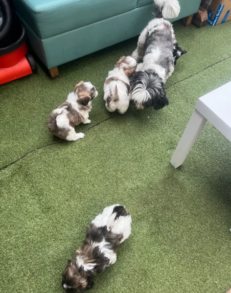 cucciolo di Shitzu toy per adozione | Foto 4
