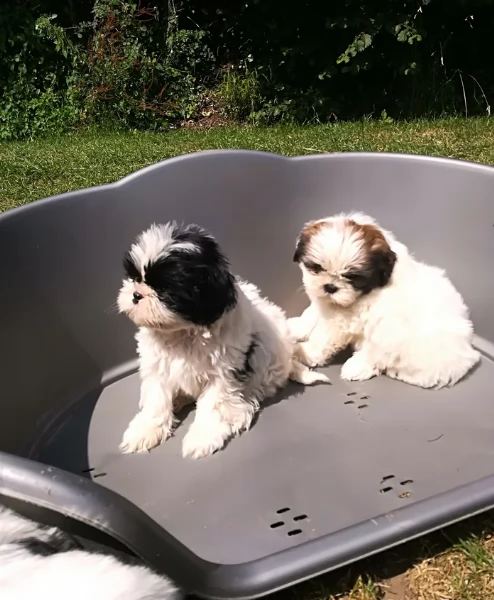 cucciolo di Shitzu toy per adozione