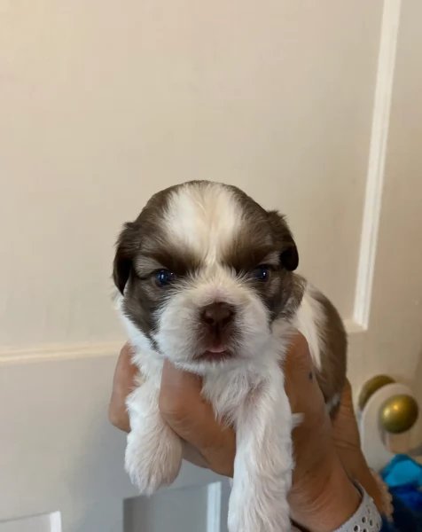 cucciolo di Shitzu toy per adozione | Foto 5