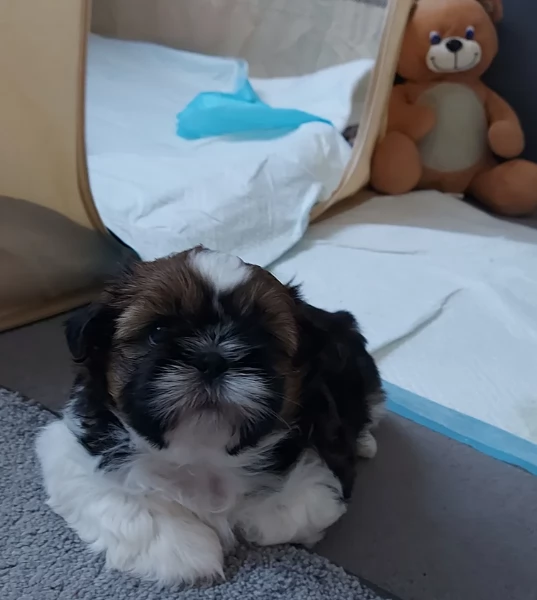 cucciolo di Shitzu toy per adozione