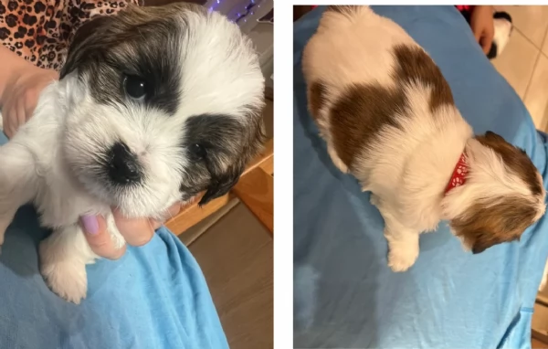 cucciolo di Shitzu toy per adozione | Foto 4