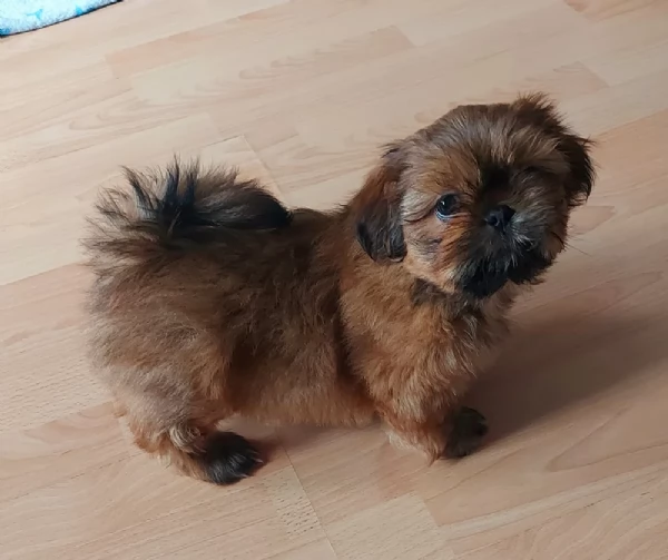 cucciolo di Shitzu toy per adozione | Foto 2