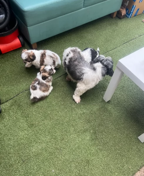 cucciolo di Shitzu toy per adozione | Foto 6