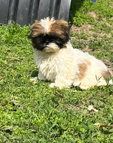 cucciolo di Shitzu toy per adozione