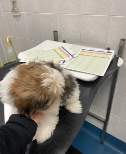 cucciolo di Shitzu toy per adozione | Foto 6