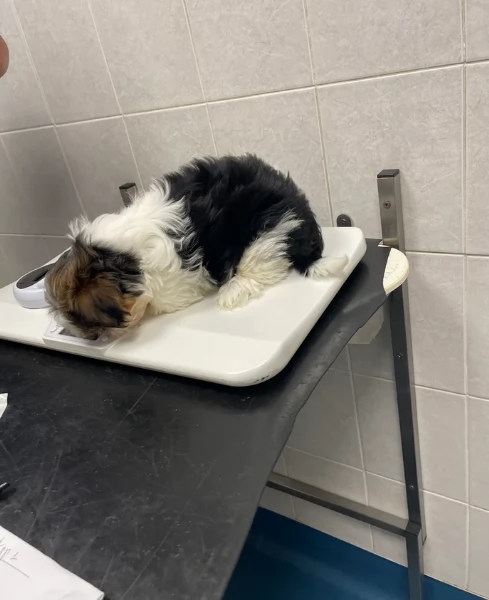 cucciolo di Shitzu toy per adozione | Foto 5