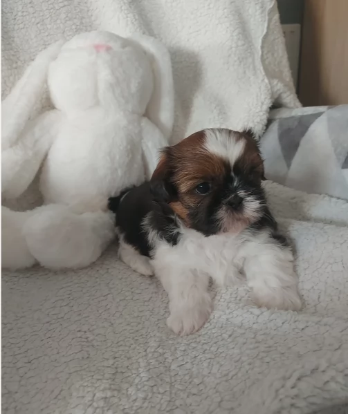 cucciolo di Shitzu toy per adozione