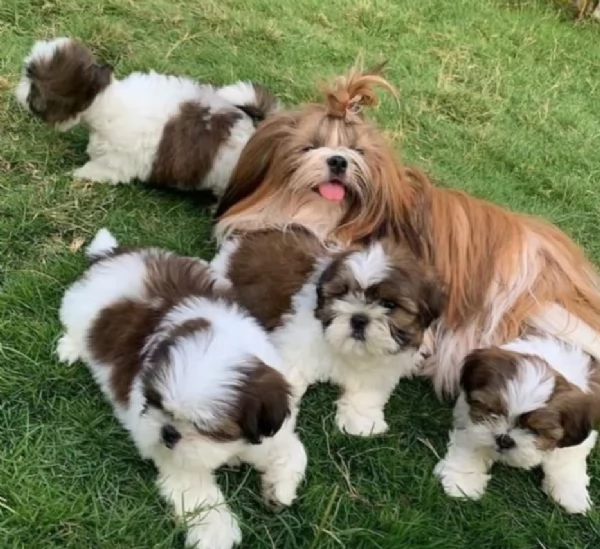 cucciolo di Shitzu toy per adozione | Foto 5