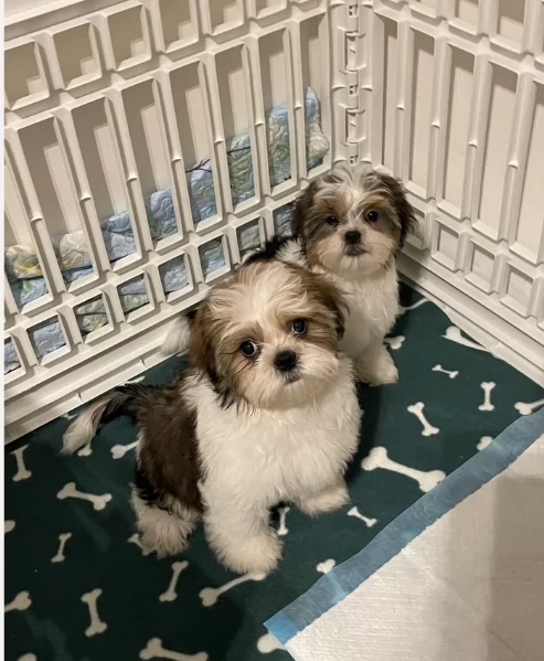 cucciolo di Shitzu toy per adozione | Foto 1