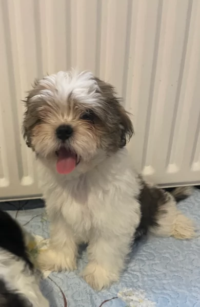 cucciolo di Shitzu toy per adozione | Foto 5