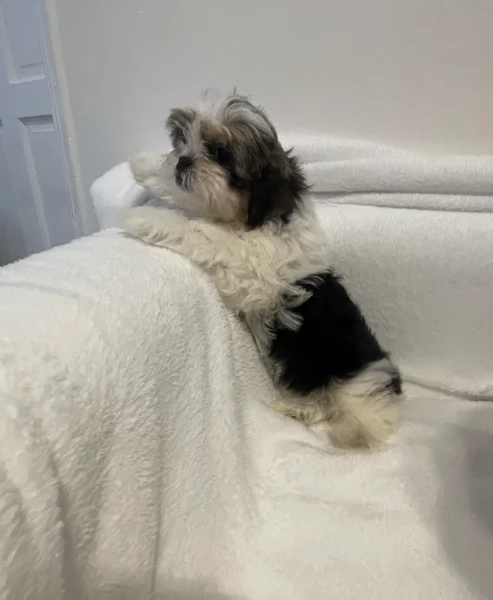 cucciolo di Shitzu toy per adozione | Foto 4