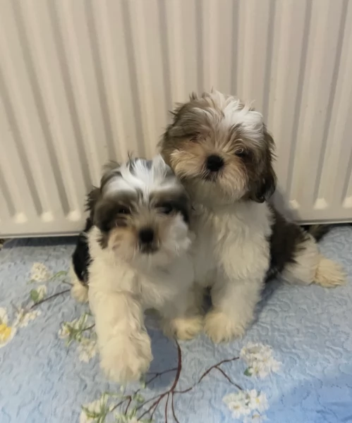 cucciolo di Shitzu toy per adozione