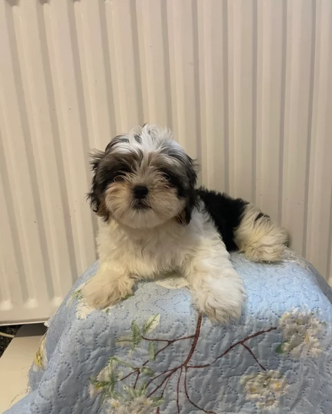 cucciolo di Shitzu toy per adozione | Foto 1