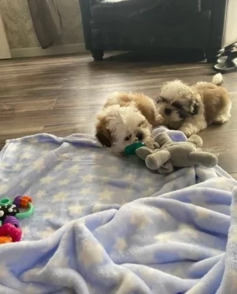 cucciolo di Shitzu toy per adozione