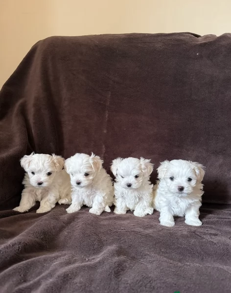 meravigliosi bellissimi cuccioli di Maltese per adozione