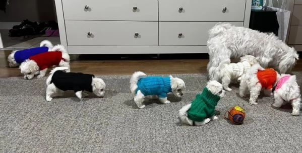 meravigliosi bellissimi cuccioli di Maltese per adozione | Foto 5