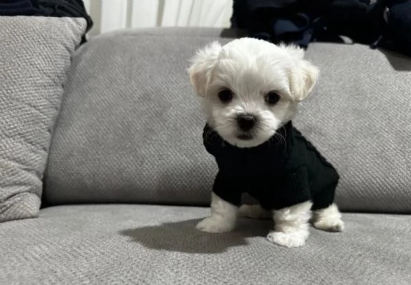 meravigliosi bellissimi cuccioli di Maltese per adozione | Foto 4