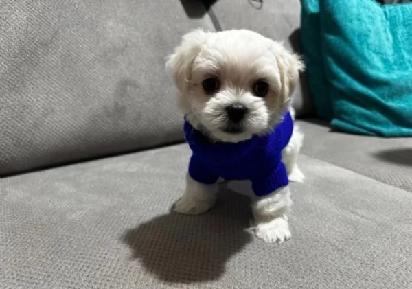 meravigliosi bellissimi cuccioli di Maltese per adozione | Foto 3