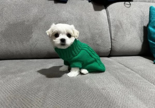 meravigliosi bellissimi cuccioli di Maltese per adozione | Foto 1