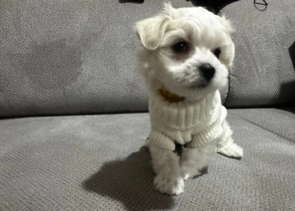 meravigliosi bellissimi cuccioli di Maltese per adozione