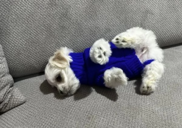meravigliosi bellissimi cuccioli di Maltese per adozione | Foto 0