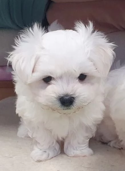 meravigliosi bellissimi cuccioli di Maltese per adozione