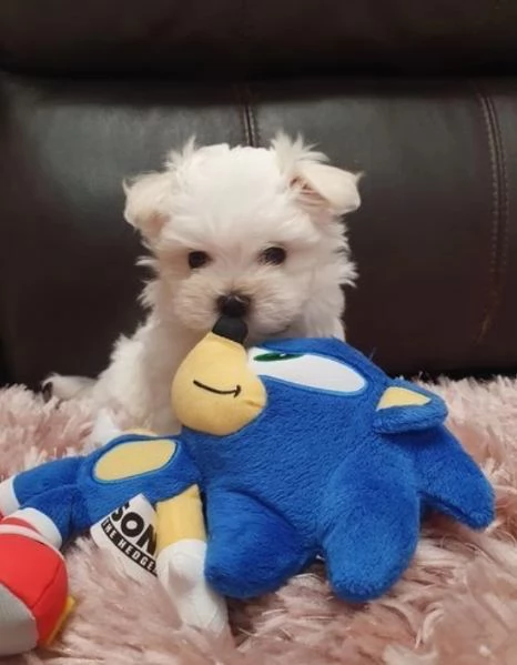 meravigliosi bellissimi cuccioli di Maltese per adozione | Foto 5