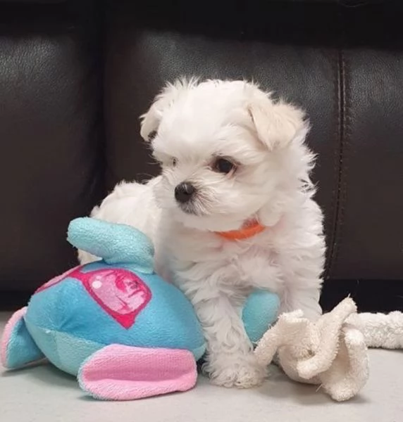 meravigliosi bellissimi cuccioli di Maltese per adozione | Foto 4