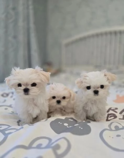meravigliosi bellissimi cuccioli di Maltese per adozione | Foto 3
