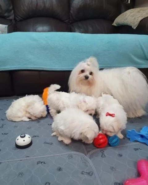 meravigliosi bellissimi cuccioli di Maltese per adozione | Foto 2