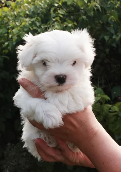 bellissimi cuccioli di Maltese per adozione | Foto 6